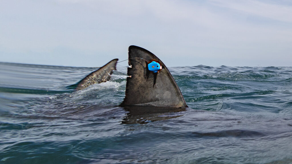 Shark Research Foundation - Great white tag