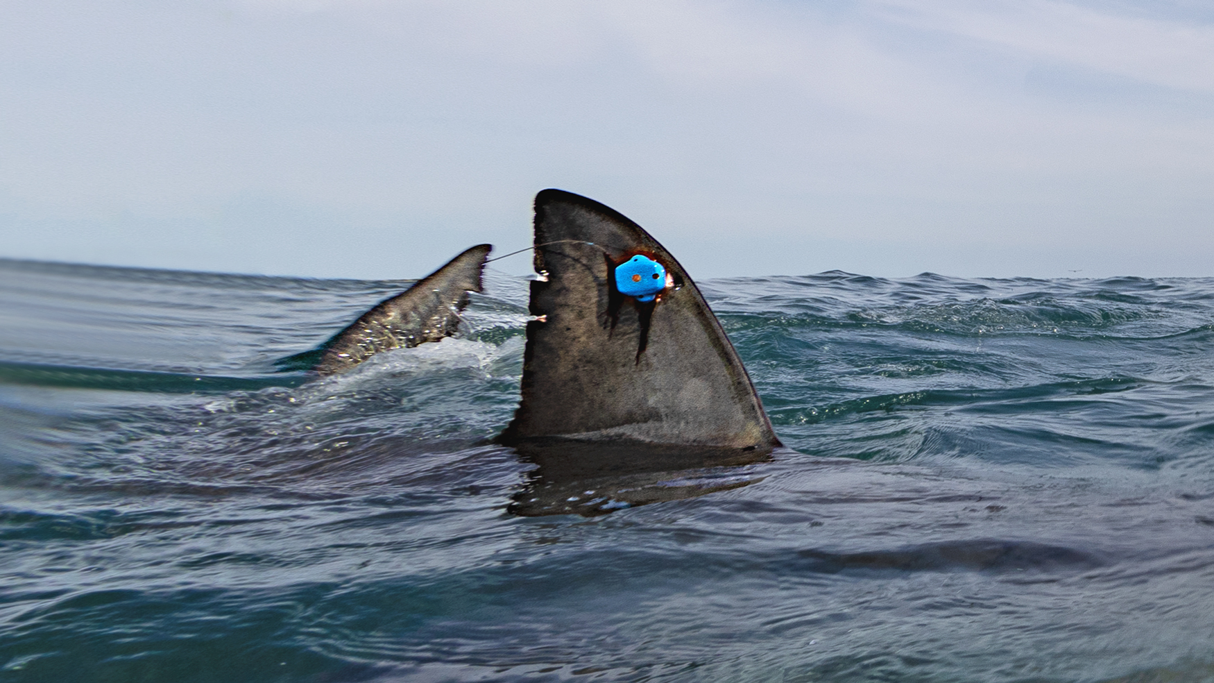 Shark Research Foundation - Great white tag