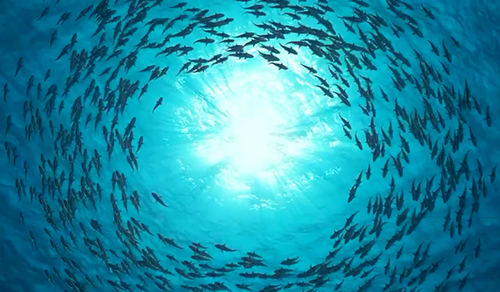 BioTrack Video Image